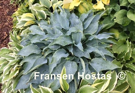 Hosta Astral Bliss